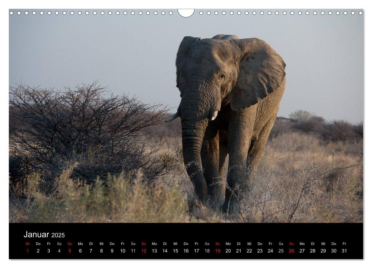 Bild: 9783435837793 | Wildlife Namibia (Wandkalender 2025 DIN A3 quer), CALVENDO...