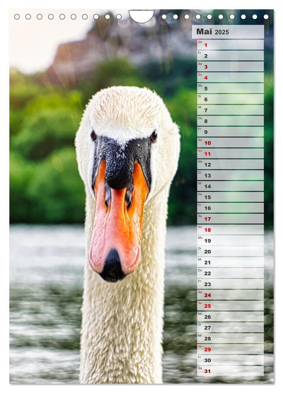 Bild: 9783435864980 | Stolze Schwäne (Wandkalender 2025 DIN A4 hoch), CALVENDO...