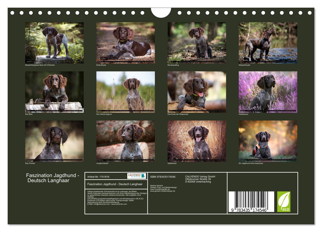 Bild: 9783435174546 | Faszination Jagdhund - Deutsch Langhaar (Wandkalender 2025 DIN A4...