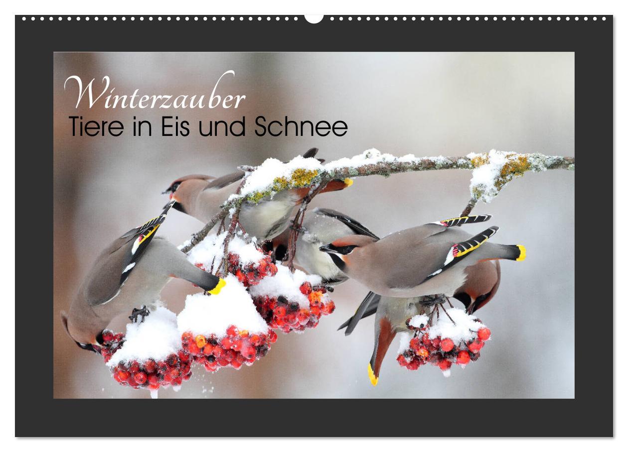 Cover: 9783435169481 | Winterzauber - Tiere in Eis und Schnee (Wandkalender 2025 DIN A2...