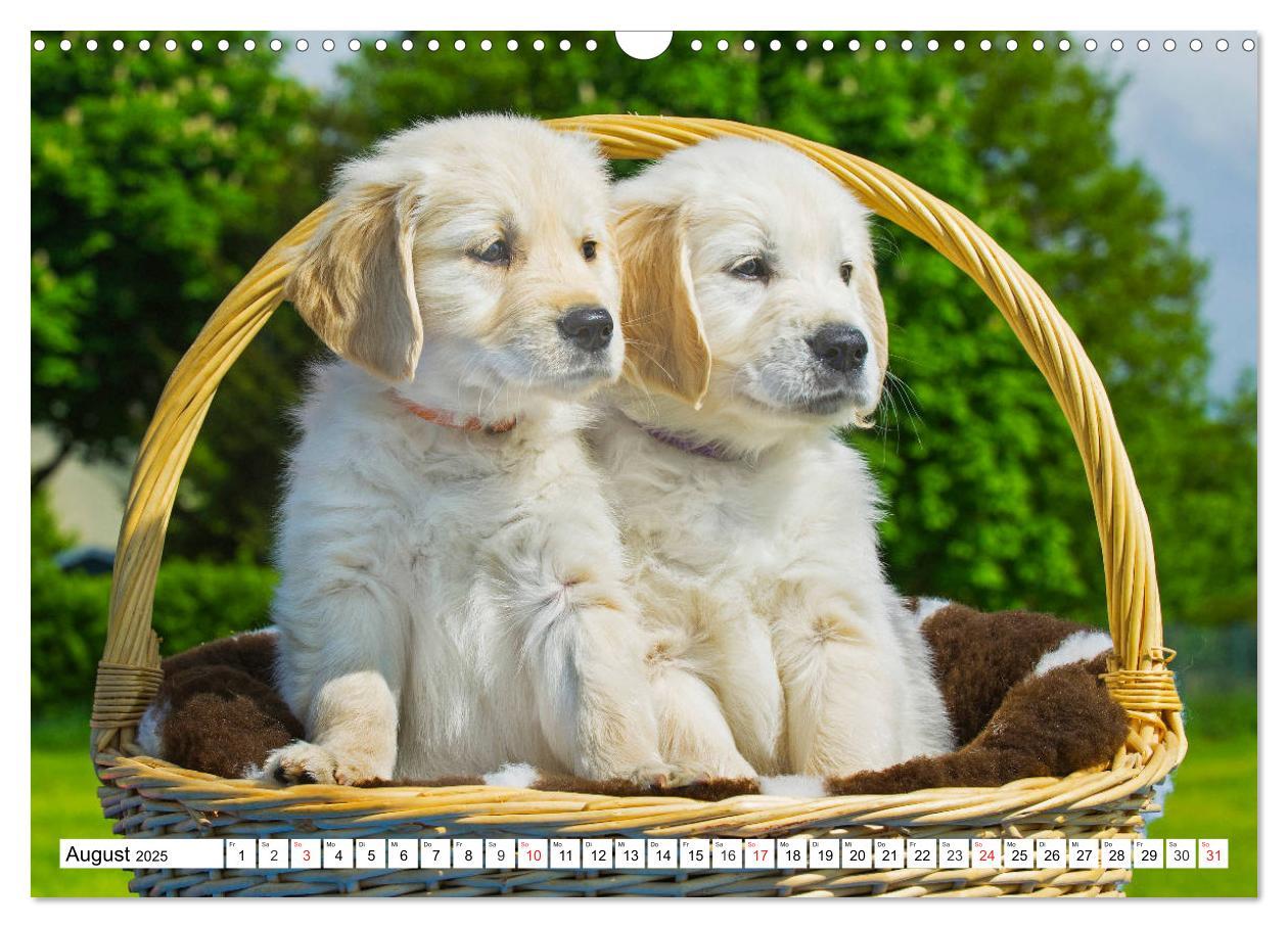 Bild: 9783435213801 | Goldige Herzensbrecher - Golden Retriever Welpen (Wandkalender 2025...