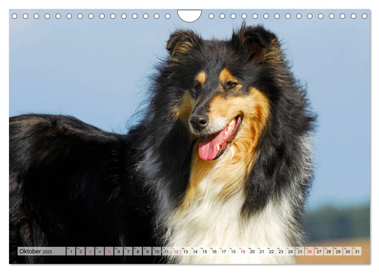 Bild: 9783435312528 | Collie - Das Glück hat 4 Pfoten (Wandkalender 2025 DIN A4 quer),...