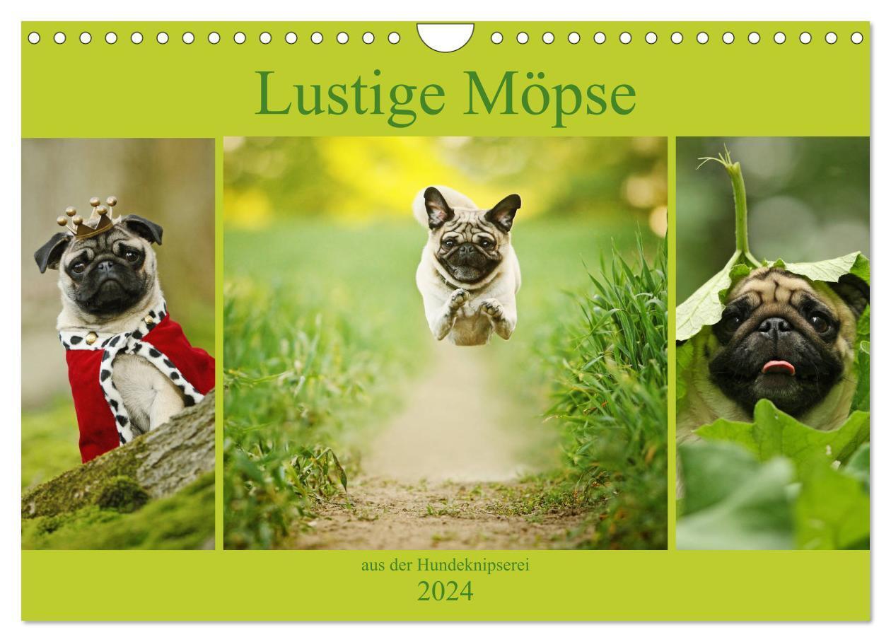 Cover: 9783675756854 | Lustige Möpse aus der Hundeknipserei (Wandkalender 2024 DIN A4...