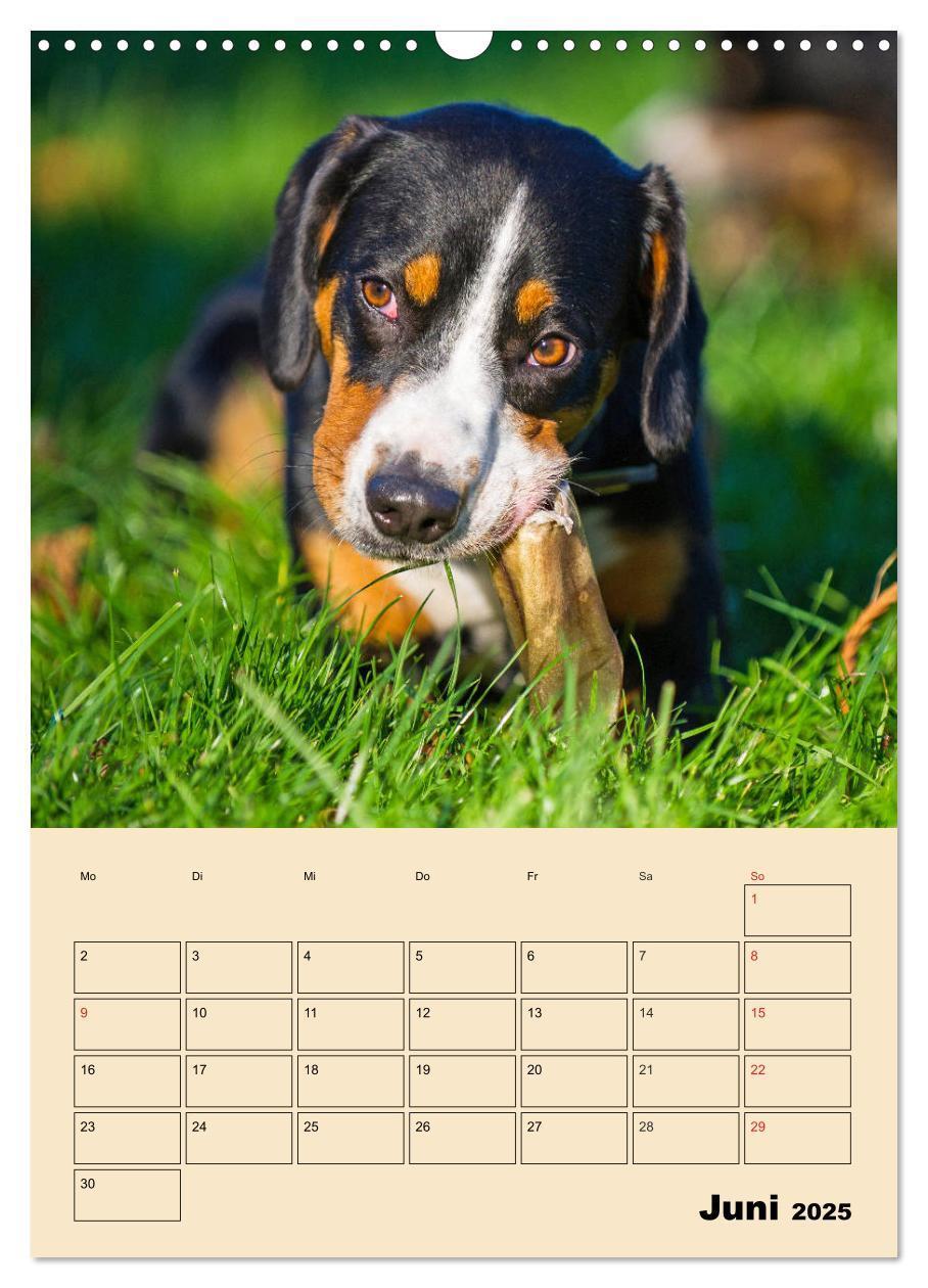 Bild: 9783435958832 | Jahresplaner Entlebucher Sennenhund (Wandkalender 2025 DIN A3...