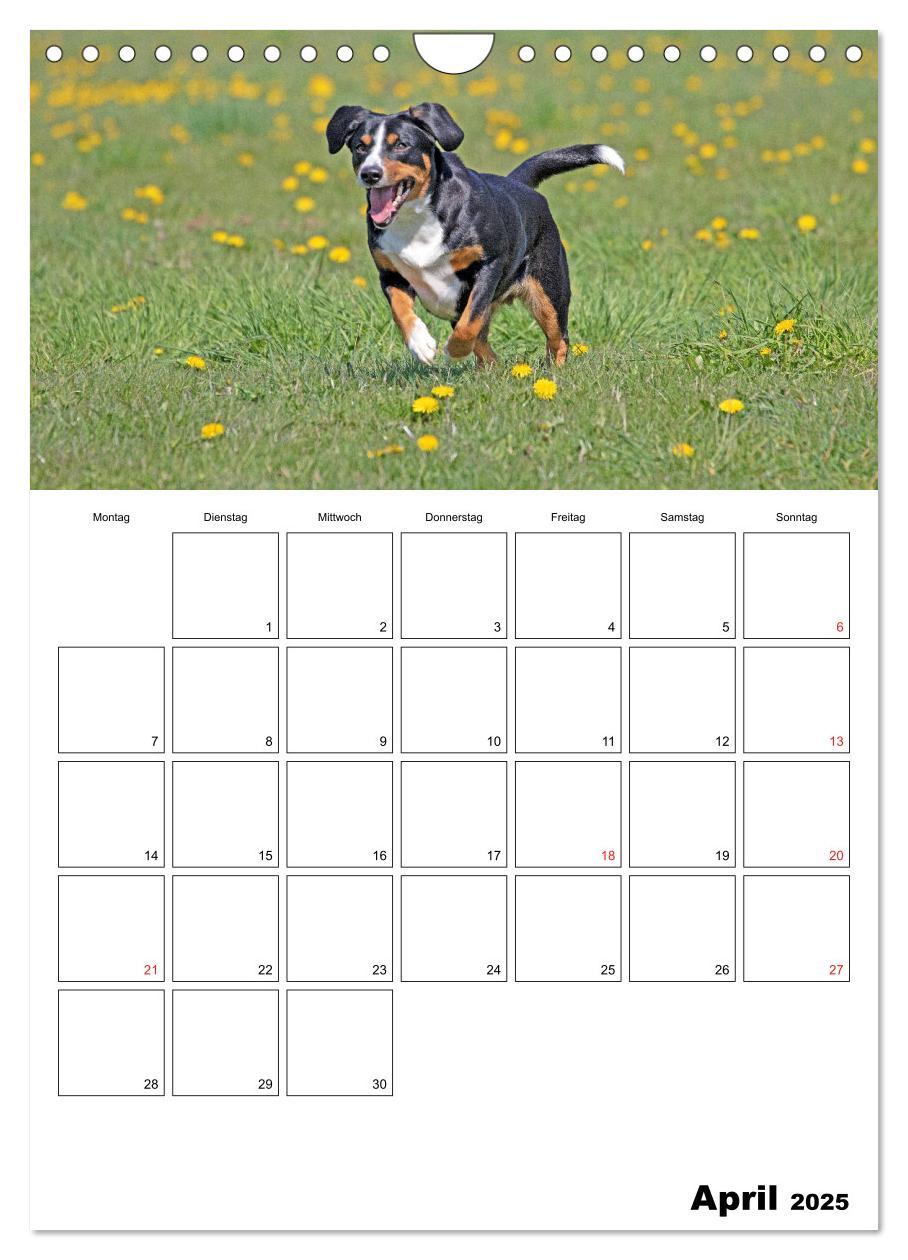 Bild: 9783457026694 | Entlebucher Sennenhunde begleiten Sie durch das Jahr (Wandkalender...