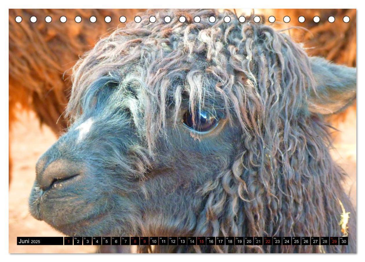 Bild: 9783435730926 | Alpakas und Lamas (Tischkalender 2025 DIN A5 quer), CALVENDO...