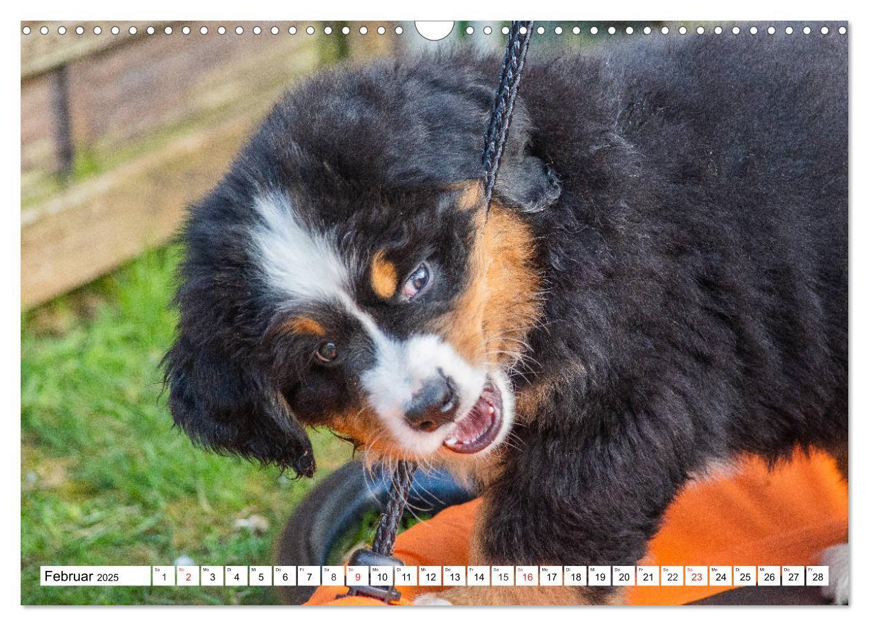 Bild: 9783435215331 | Kleine Herzen auf 4 Pfoten - Berner Sennenhunde (Wandkalender 2025...