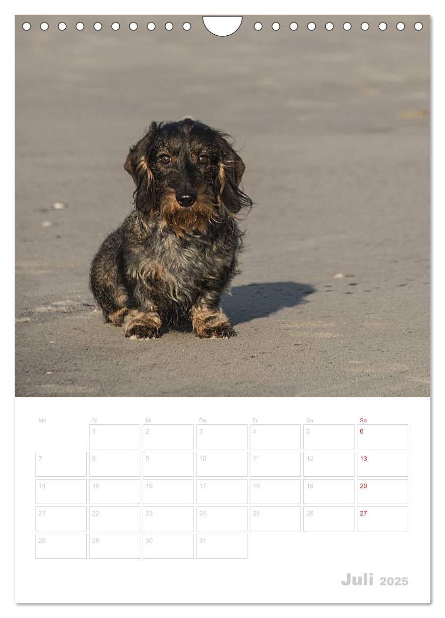 Bild: 9783457014554 | Der Dackel - mein kleiner Freund (Wandkalender 2025 DIN A4 hoch),...