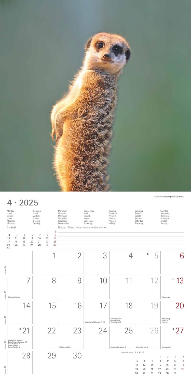Bild: 4251732340742 | Erdmännchen 2025 - Broschürenkalender 30x30 cm (30x60 geöffnet) -...