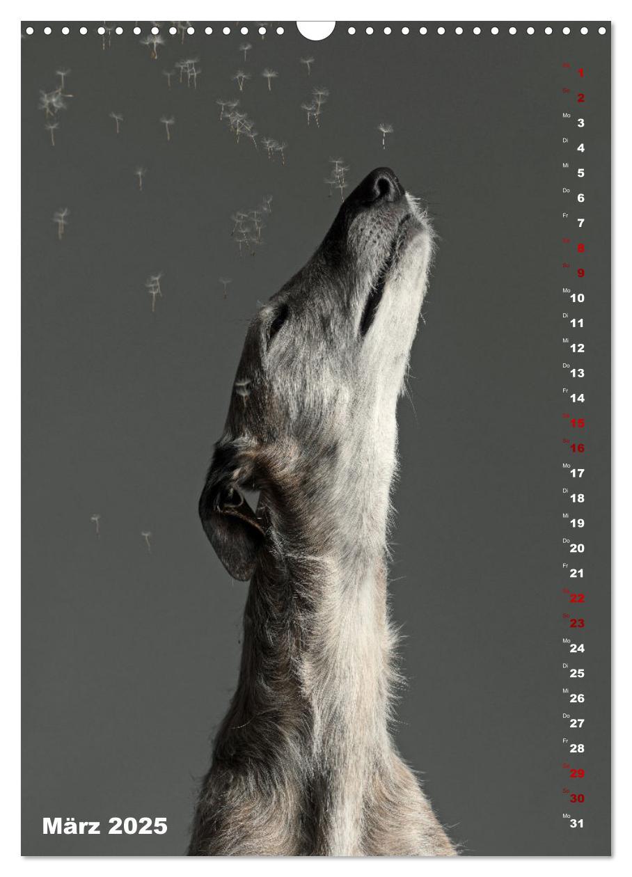 Bild: 9783457230824 | dogmuse deluxe (Wandkalender 2025 DIN A3 hoch), CALVENDO...