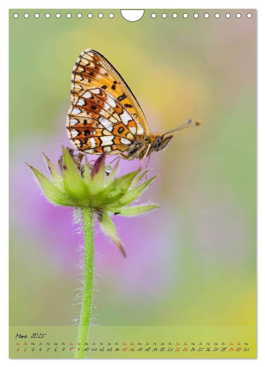 Bild: 9783435976652 | Kunterbuntes Gartenleben - Schmetterlinge in Gärten und Parks...