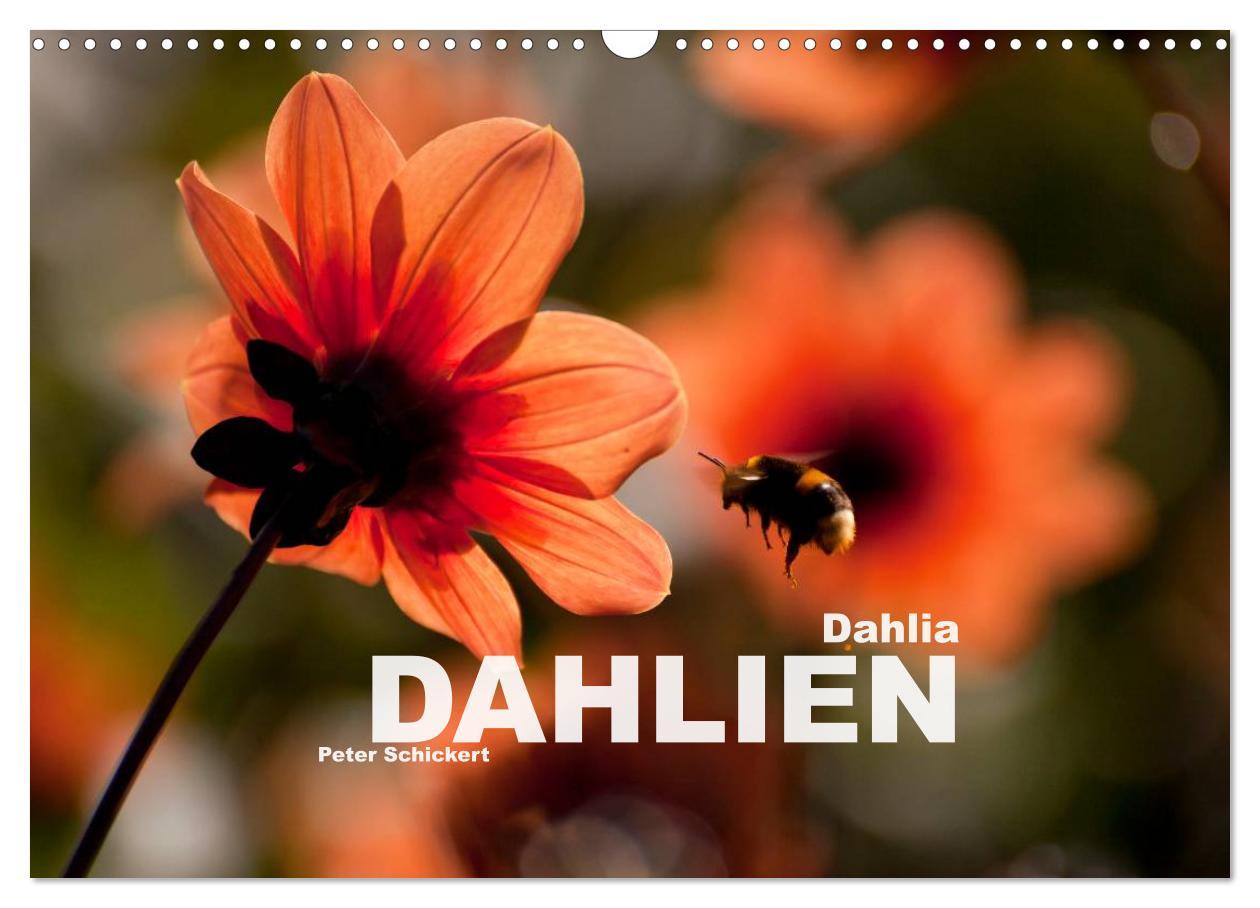 Cover: 9783435663651 | Dahlia - Dahlien (Wandkalender 2025 DIN A3 quer), CALVENDO...