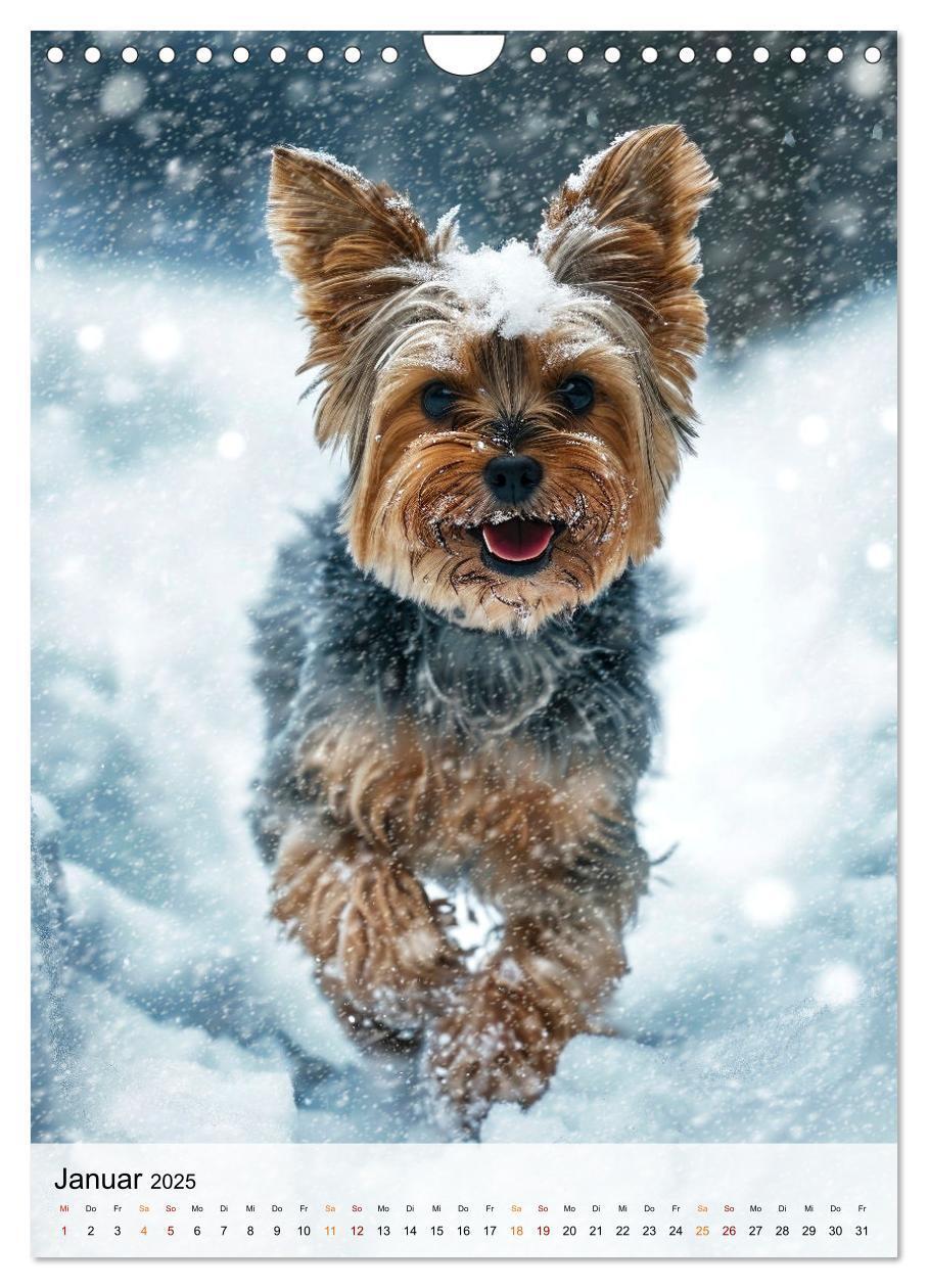 Bild: 9783383771699 | Yorkshire Terrier - ein Hund mit starkem Charakter (Wandkalender...