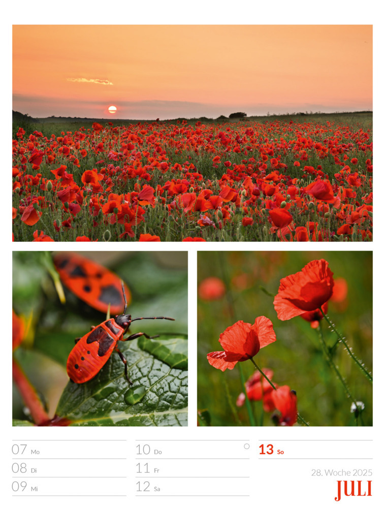 Bild: 9783838425818 | Farben der Natur - Wochenplaner Kalender 2025 | Ackermann Kunstverlag