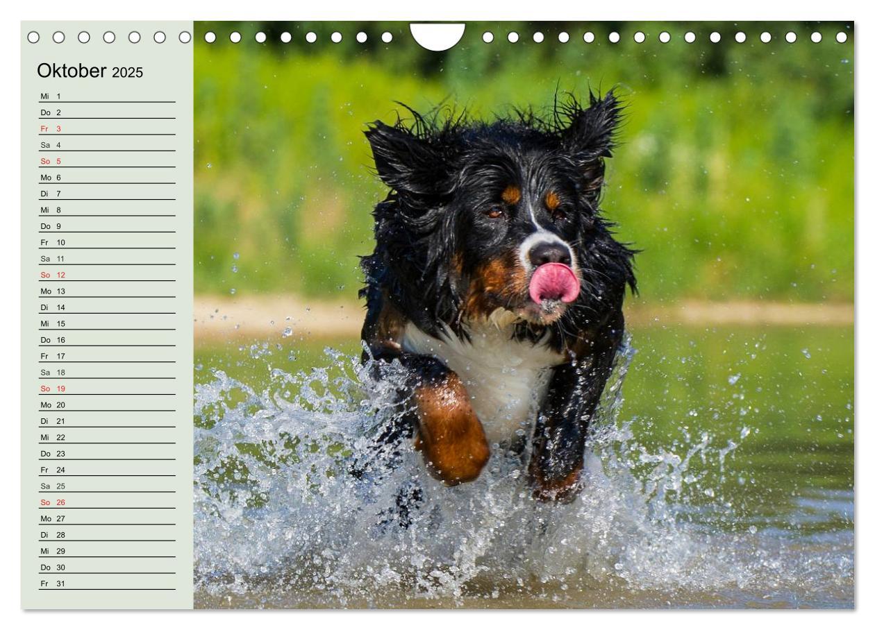 Bild: 9783435545797 | Berner Sennenhunde in Action (Wandkalender 2025 DIN A4 quer),...