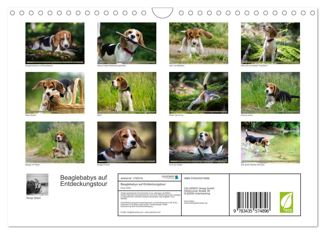 Bild: 9783435574896 | Beaglebabys auf Entdeckungstour (Wandkalender 2025 DIN A4 quer),...