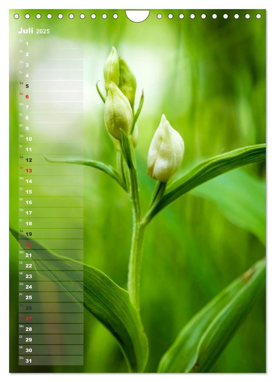 Bild: 9783435942473 | Auf der Suche nach Orchideen in Deutschland (Wandkalender 2025 DIN...