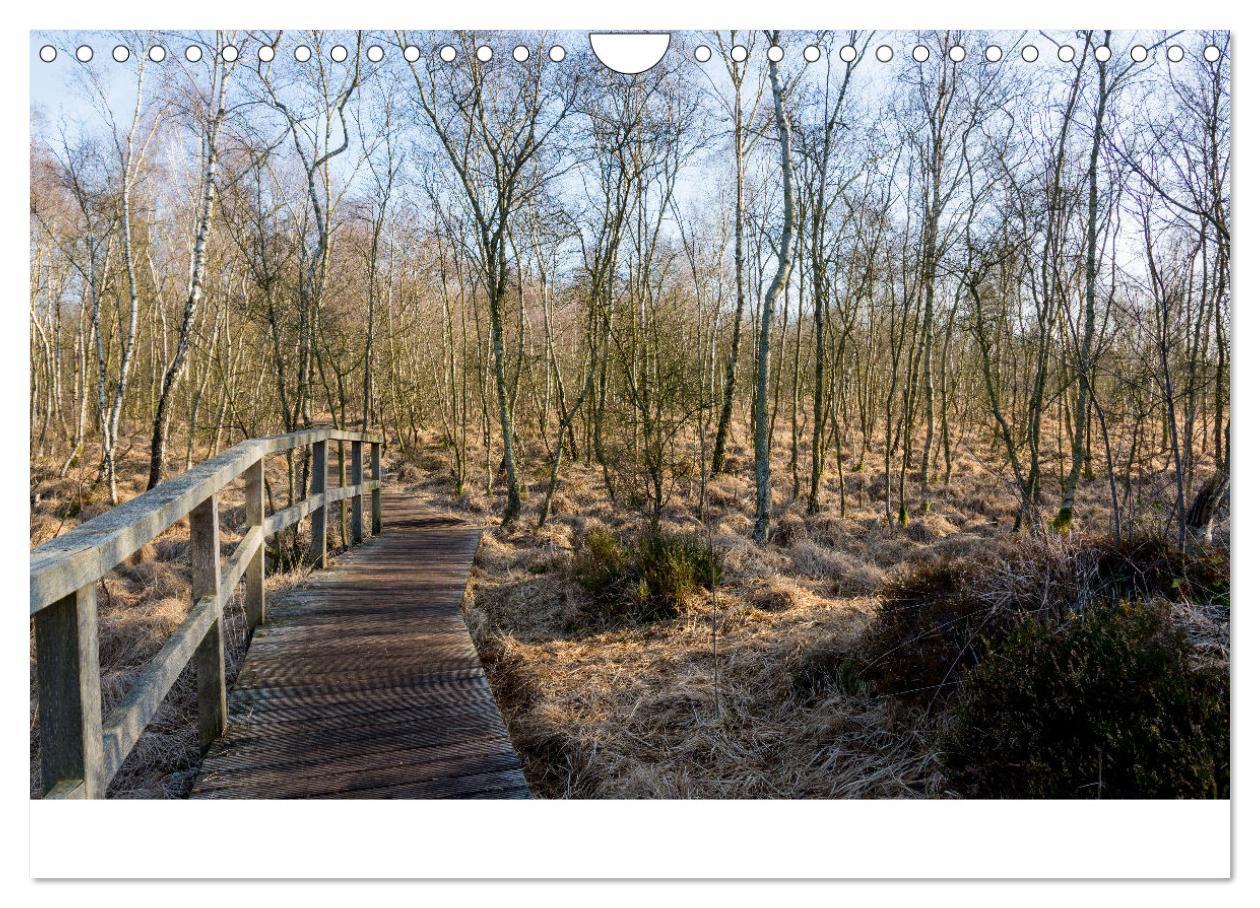 Bild: 9783383915932 | Spaziergang im Himmelmoor (Wandkalender 2025 DIN A4 quer), CALVENDO...