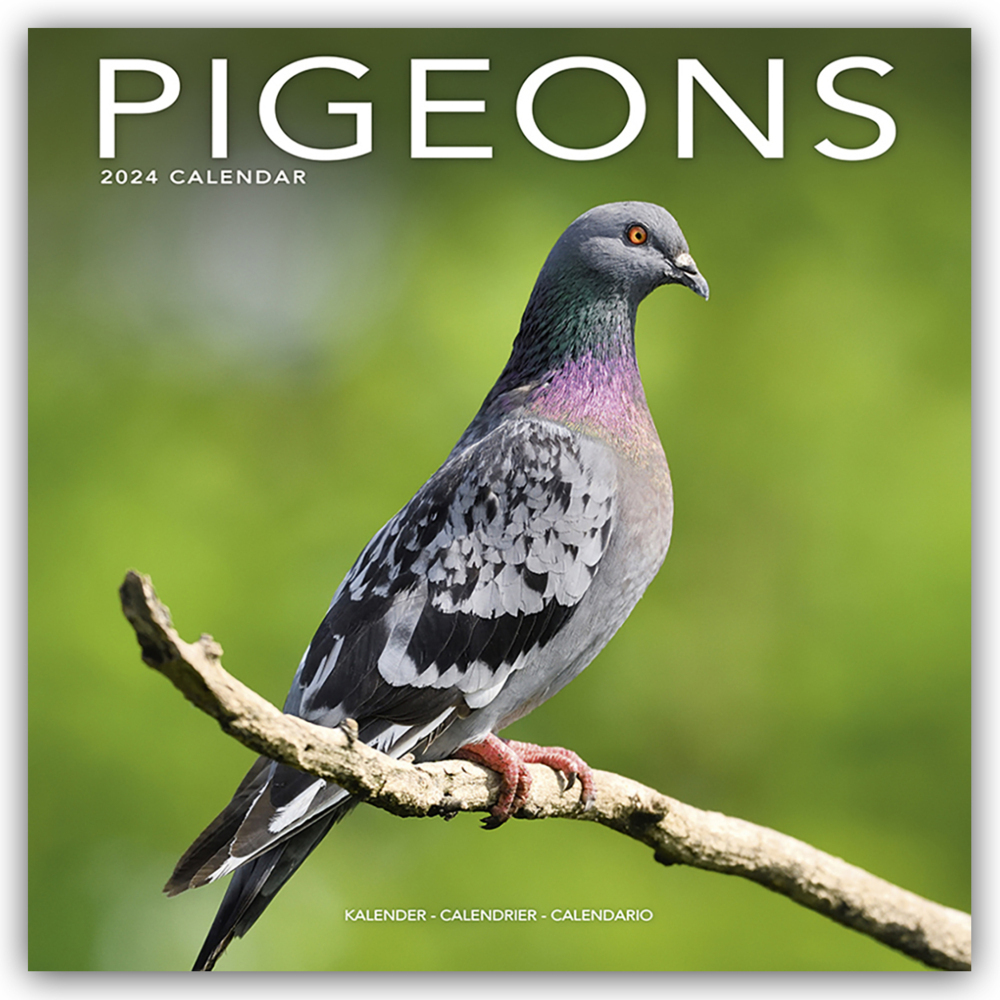 Cover: 9781804601518 | Pigeons - Tauben 2024 - 16-Monatskalender | Avonside Publishing Ltd