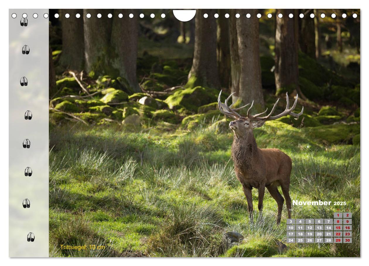 Bild: 9783435384198 | Tierspuren in der Natur (Wandkalender 2025 DIN A4 quer), CALVENDO...