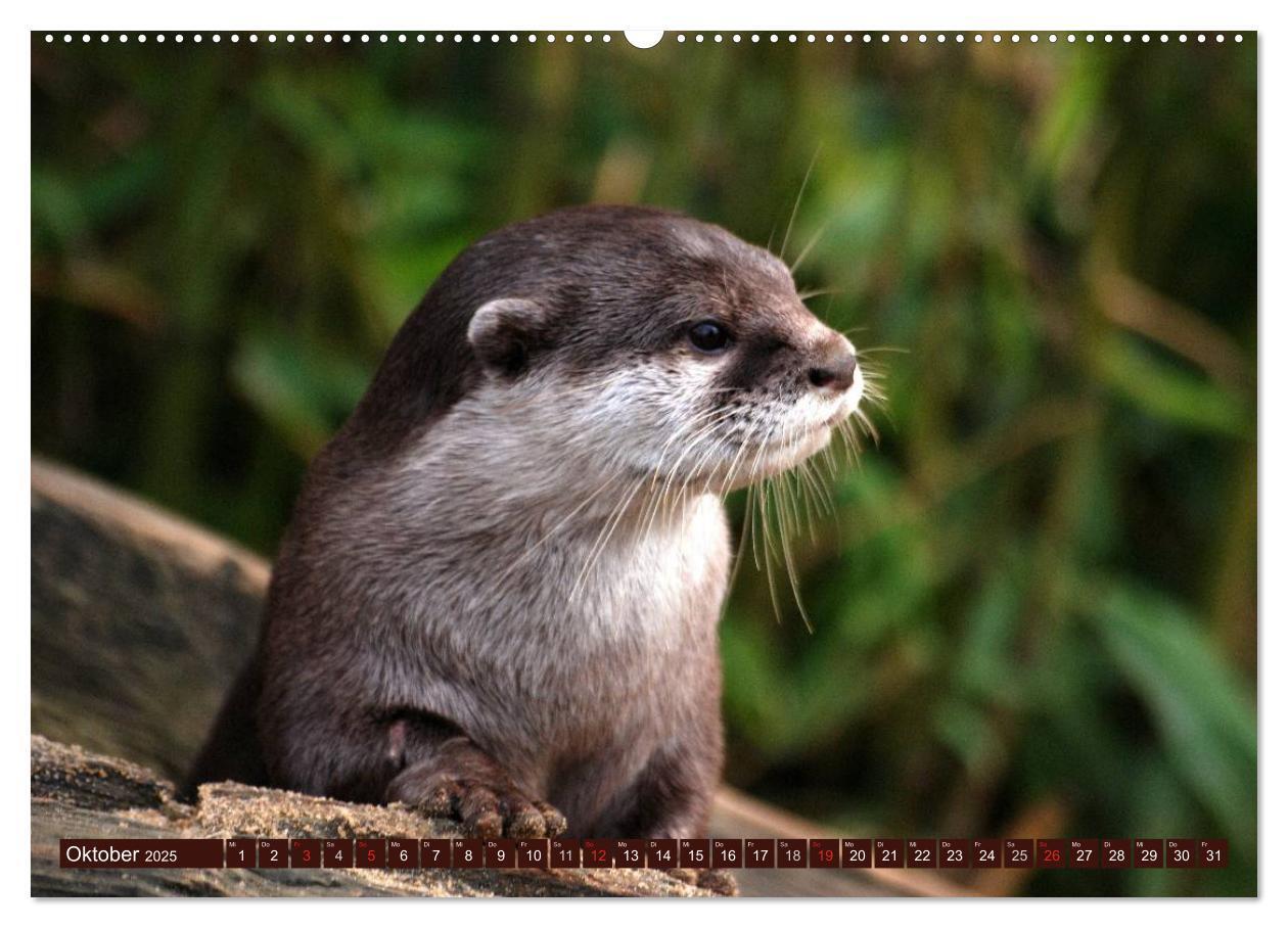 Bild: 9783435605323 | Otter. Frech, laut und clever (Wandkalender 2025 DIN A2 quer),...