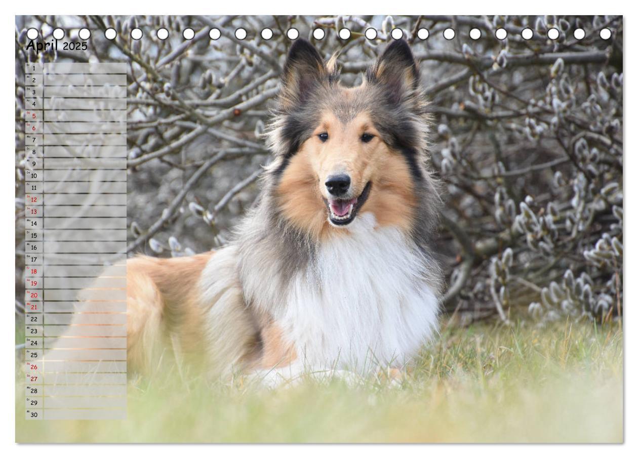 Bild: 9783435412259 | Highland Hawk Fame - Ein Collie begleitet durch das Jahr...