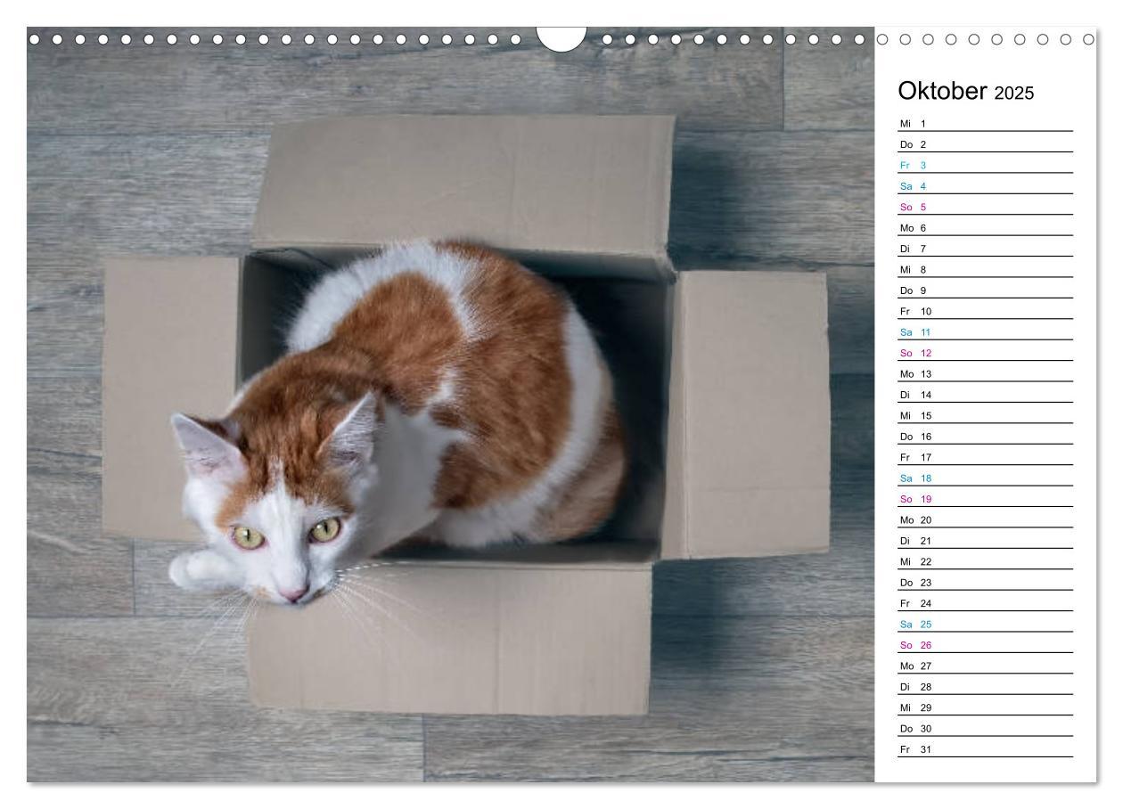 Bild: 9783435205417 | Karton Katzen (Wandkalender 2025 DIN A3 quer), CALVENDO Monatskalender