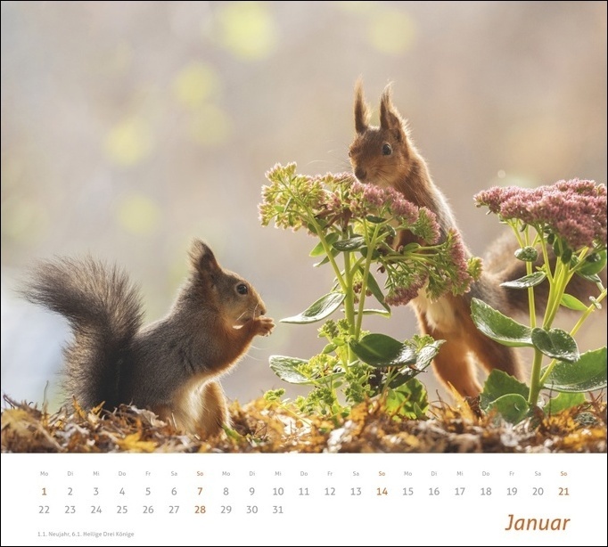 Bild: 9783756402427 | times&amp;more Eichhörnchen Bildkalender 2024 | Geert Weggen | Kalender