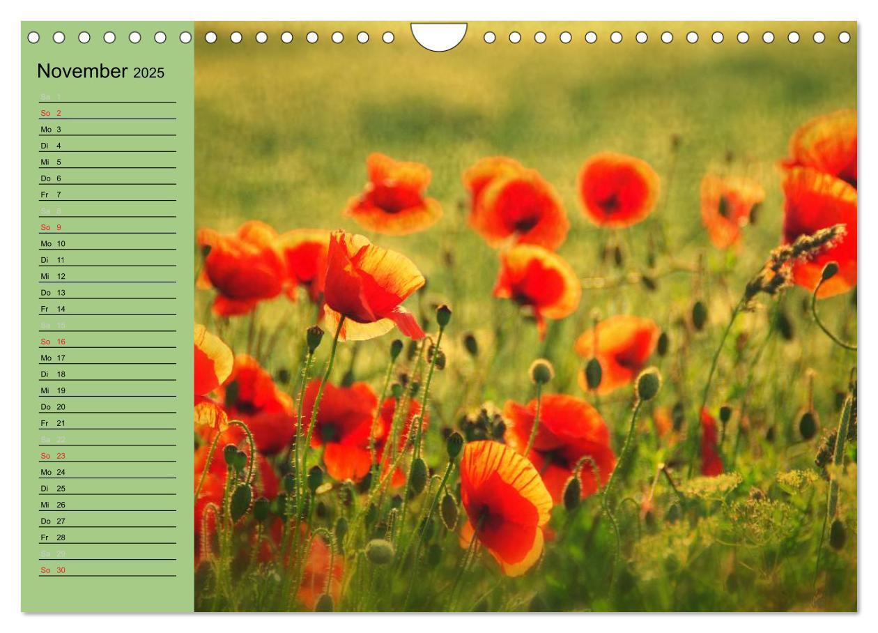 Bild: 9783435842339 | Mohnblumen Träume (Wandkalender 2025 DIN A4 quer), CALVENDO...