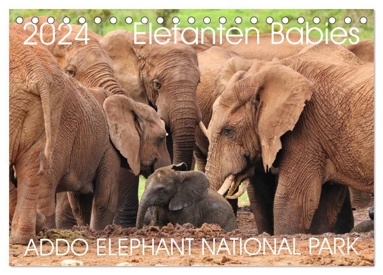 Cover: 9783383000737 | ADDO ELEPHANT NATIONAL PARK Elefanten Babies (Tischkalender 2024...