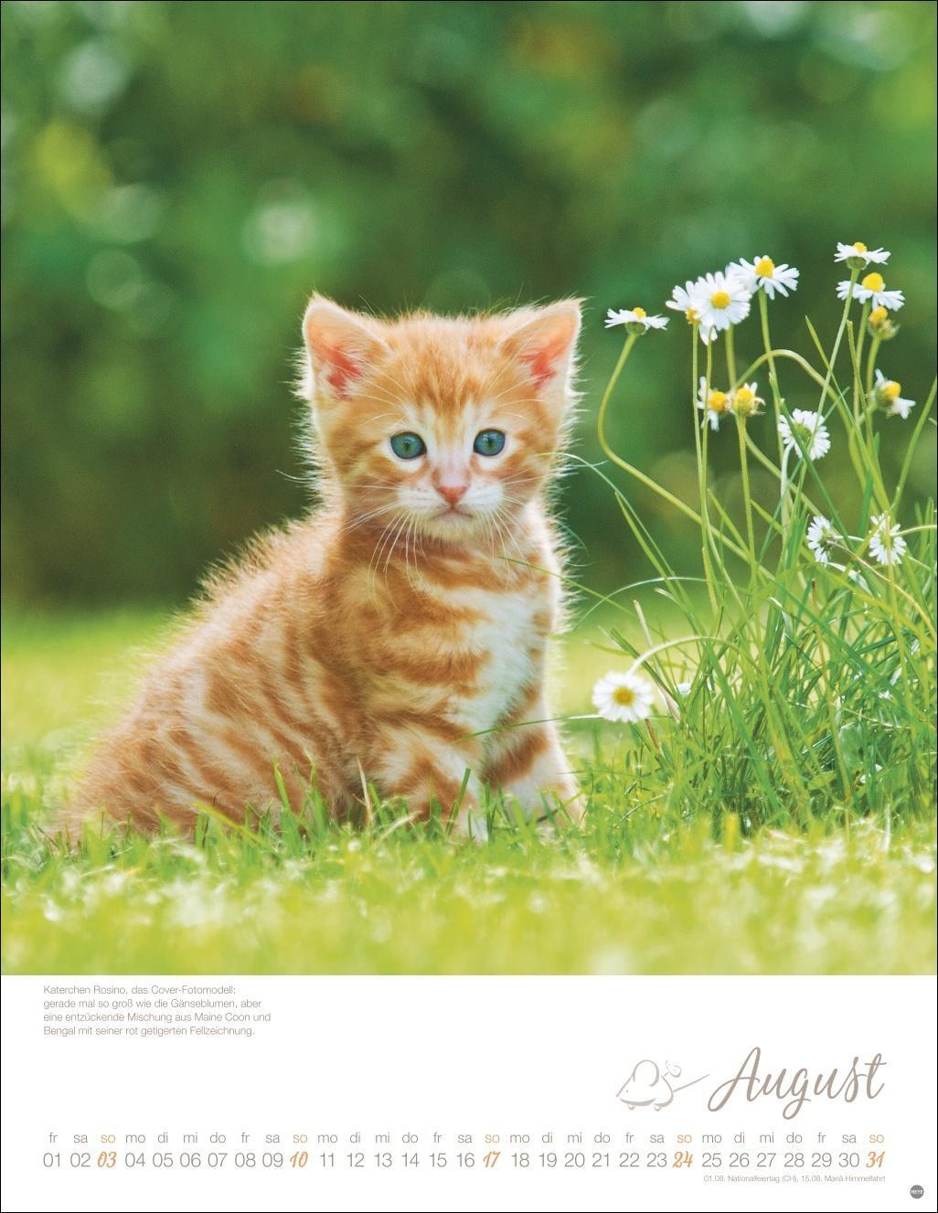 Bild: 9783756405305 | Katzenkinder Posterkalender 2025 | Kalender | Spiralbindung | 14 S.