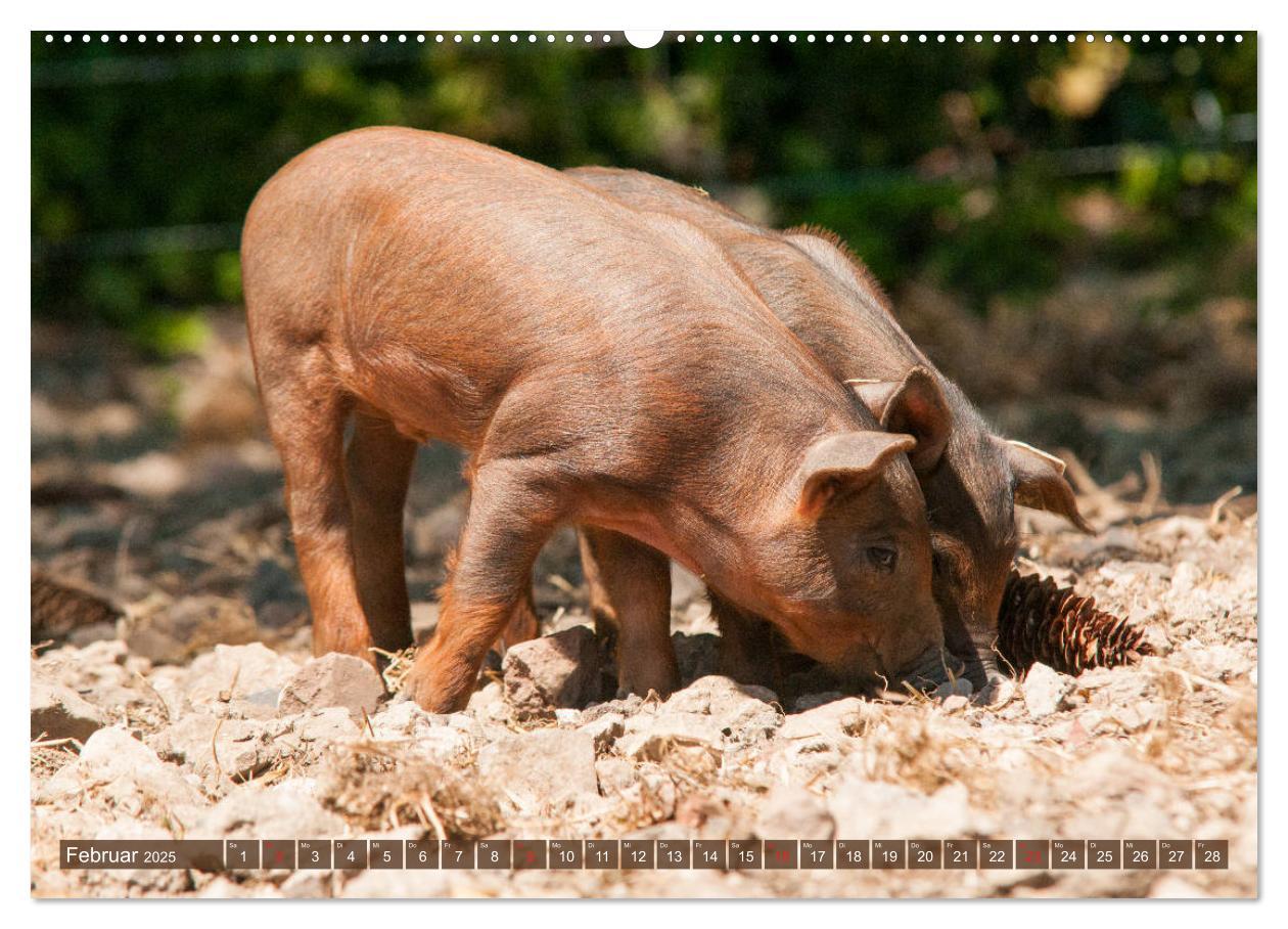 Bild: 9783435195473 | Glückliche Schweine Berkshire-Iberico Ferkel (Wandkalender 2025 DIN...