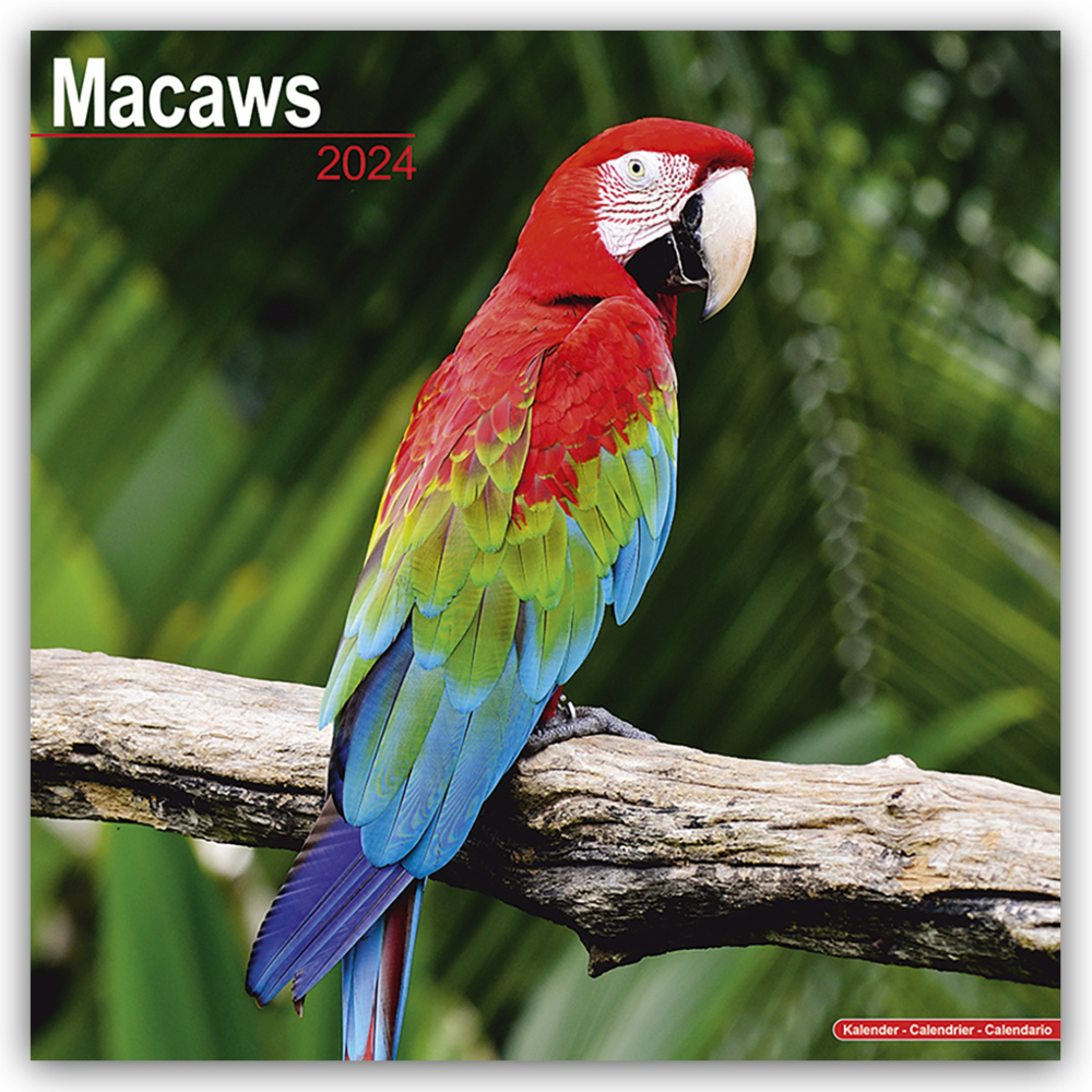 Cover: 9781804601235 | Macaws - Ara-Papageien - Aras 2024 - 16-Monatskalender | Ltd | 13 S.