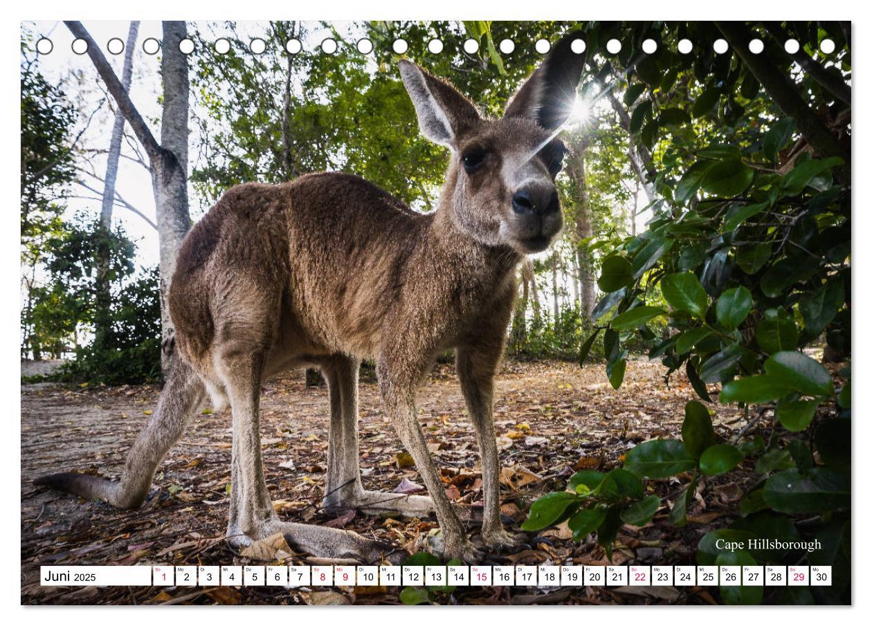 Bild: 9783435231751 | Australien Ostküste - von Cairns nach Sydney (Tischkalender 2025...