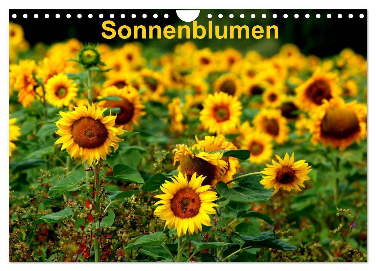 Cover: 9783675590120 | Sonnenblumen (Wandkalender 2024 DIN A4 quer), CALVENDO Monatskalender