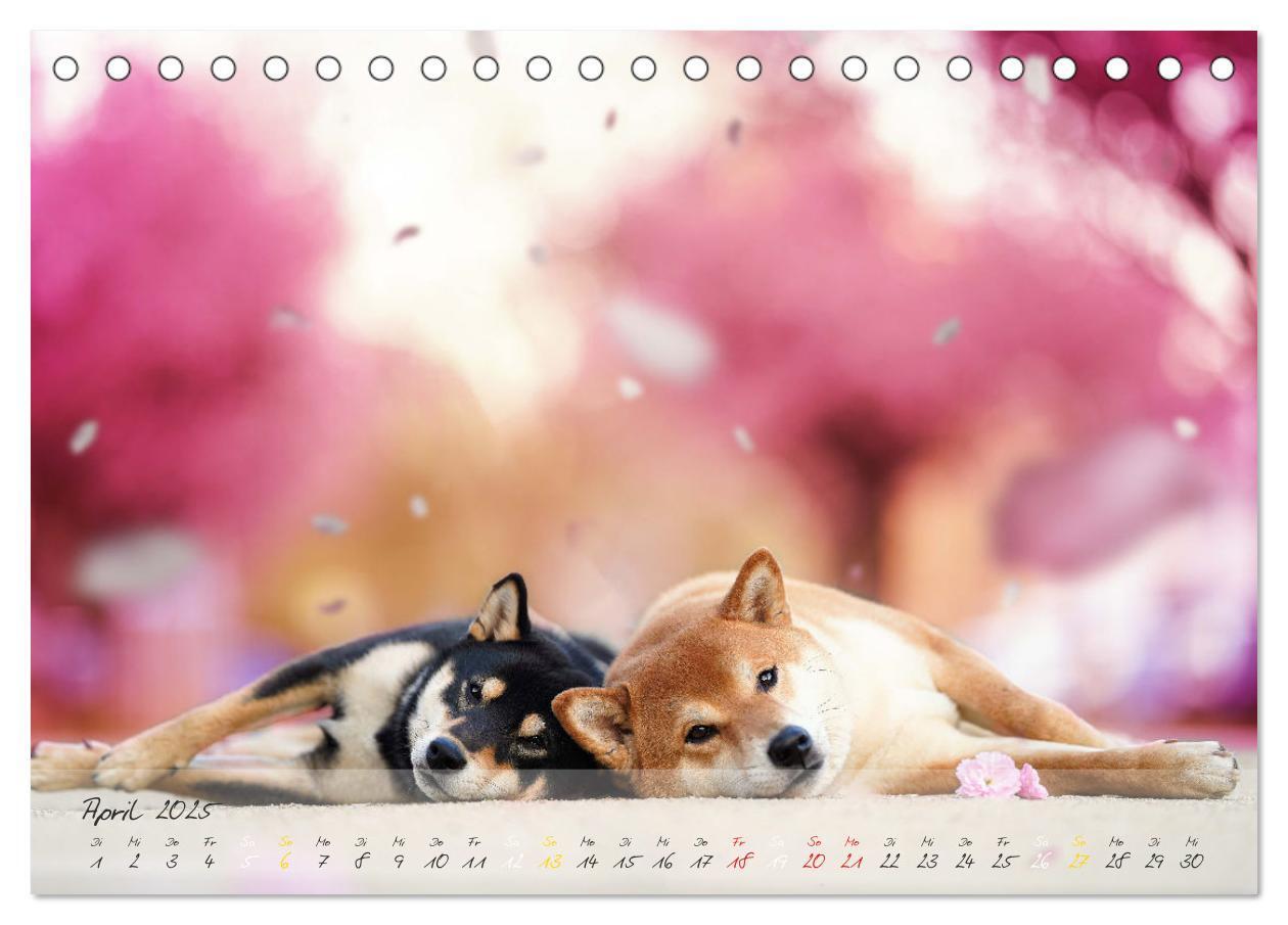 Bild: 9783435050956 | Shiba Inu - mutig, treu, selbstbewusst (Tischkalender 2025 DIN A5...