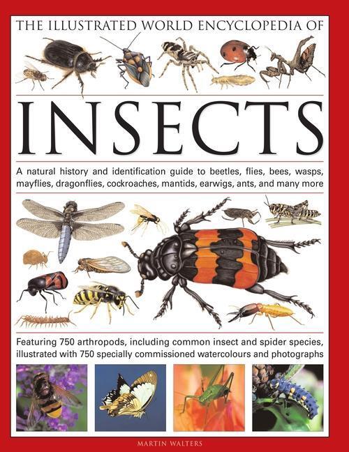Cover: 9780754819097 | The Illustrated World Encyclopedia of Insects | Martin Walters | Buch