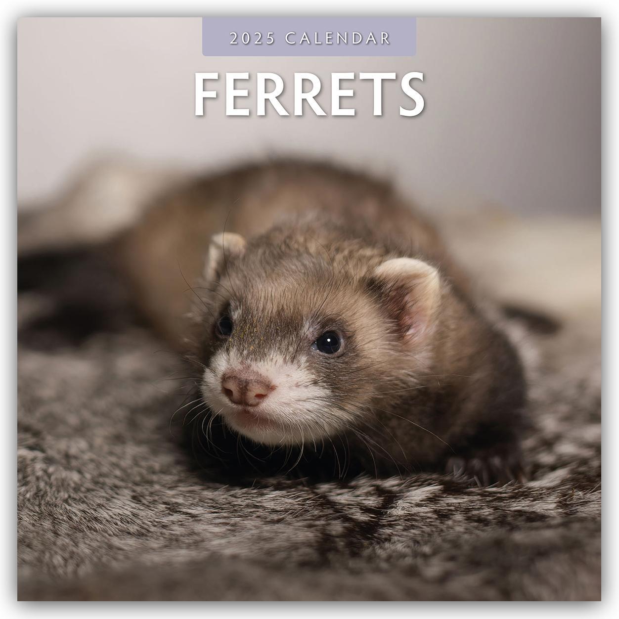 Cover: 9781804423882 | Ferrets - Frettchen 2025 - 16-Monatskalender | Robin Red | Kalender