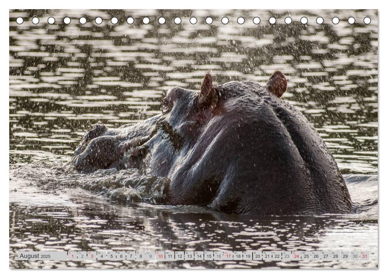 Bild: 9783435735365 | Emotionale Momente. Happy Hippo / CH-Version (Tischkalender 2025...