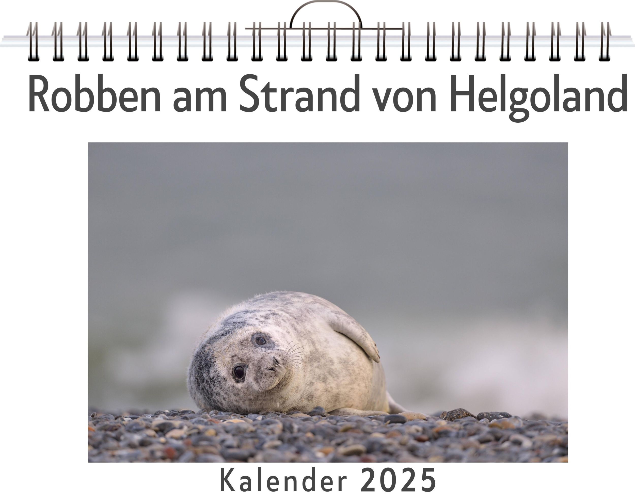 Cover: 9783759130983 | Robben am Strand von Helgoland | Lucy König | Kalender | Kalender