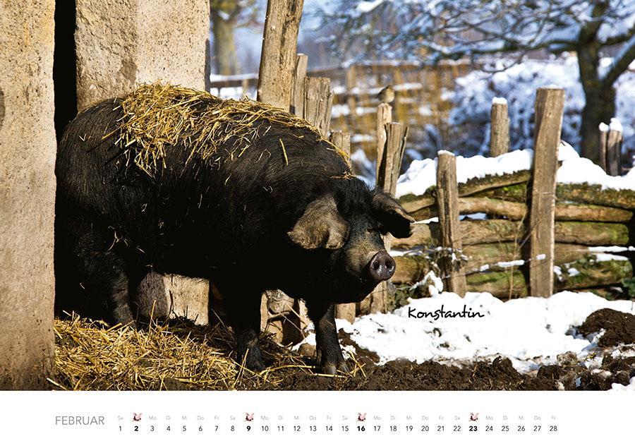 Bild: 9783966648332 | Schweine Kalender 2025 | Der Tierkalender mit den charmanten Namen