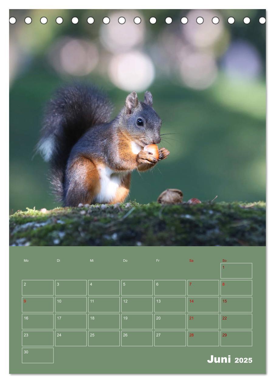 Bild: 9783435991075 | Eichhörnchen - Planer (Tischkalender 2025 DIN A5 hoch), CALVENDO...