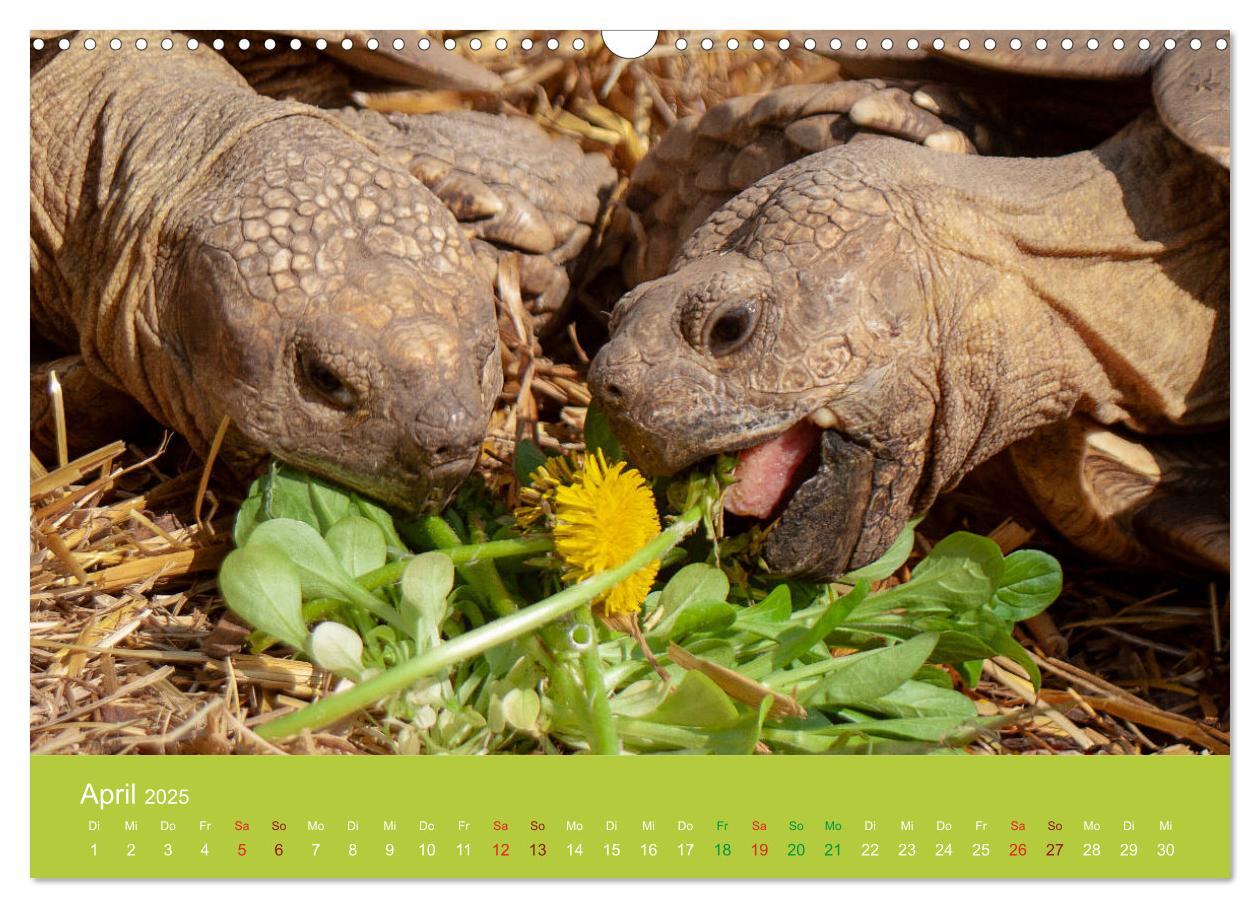 Bild: 9783435315505 | Meine Schildkröten (Wandkalender 2025 DIN A3 quer), CALVENDO...