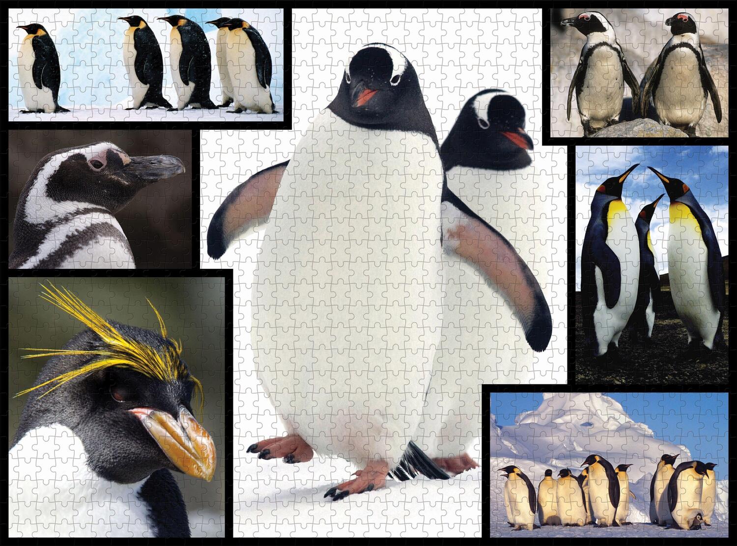 Bild: 4897049300590 | AMBASSADOR - Pinguine 1000 Teile | Ambassador | Spiel | Deutsch | 2022