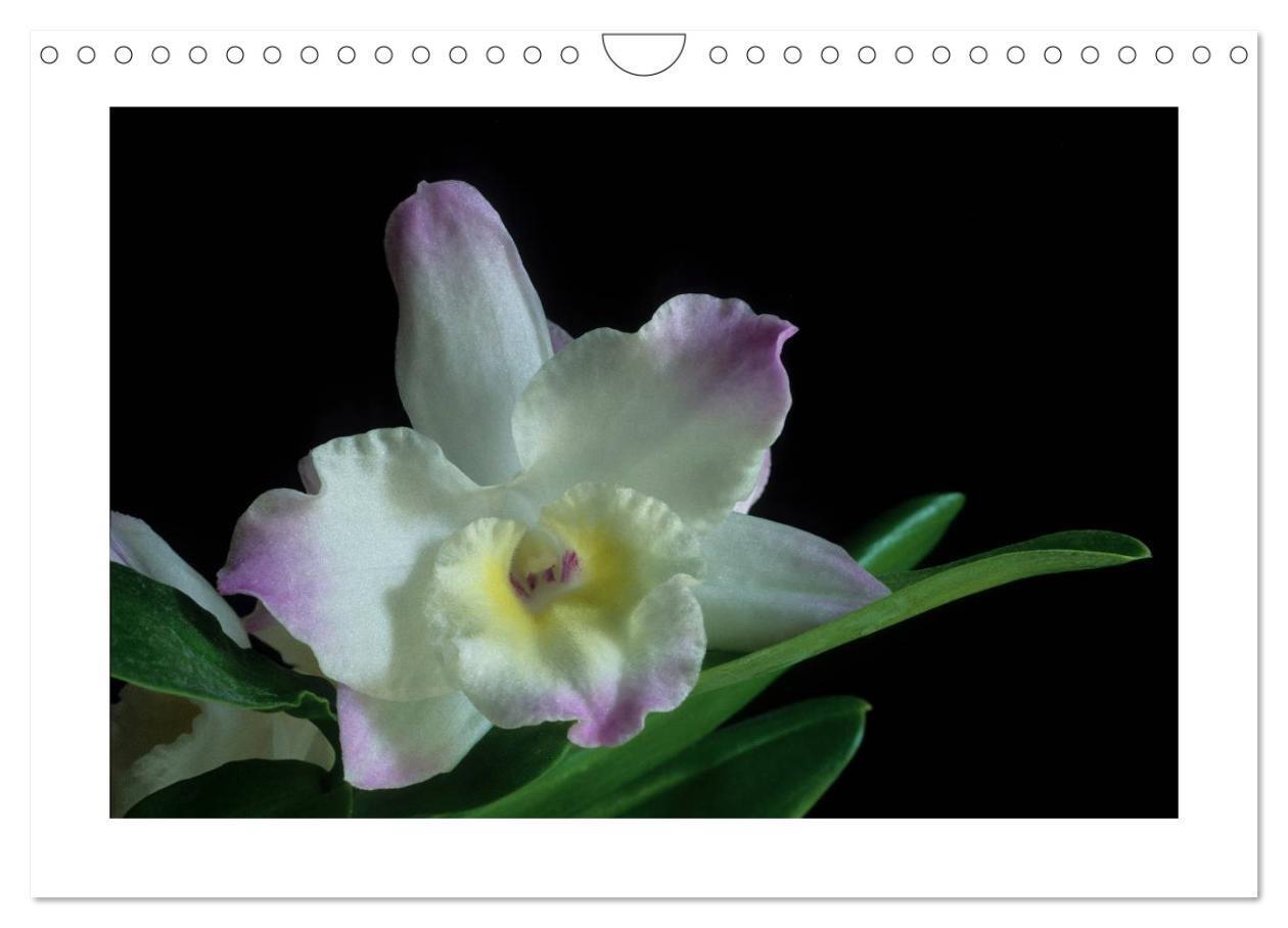 Bild: 9783435820474 | Orchideen 2025 (Wandkalender 2025 DIN A4 quer), CALVENDO...