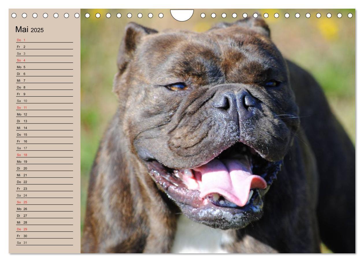 Bild: 9783435535347 | Faszination Bulldogge (Wandkalender 2025 DIN A4 quer), CALVENDO...