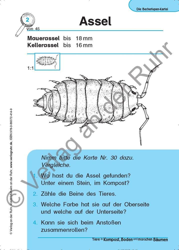 Bild: 9783860724149 | Tiere in Kompost, Boden und morschen Bäumen | Jürgen Dittmann (u. a.)