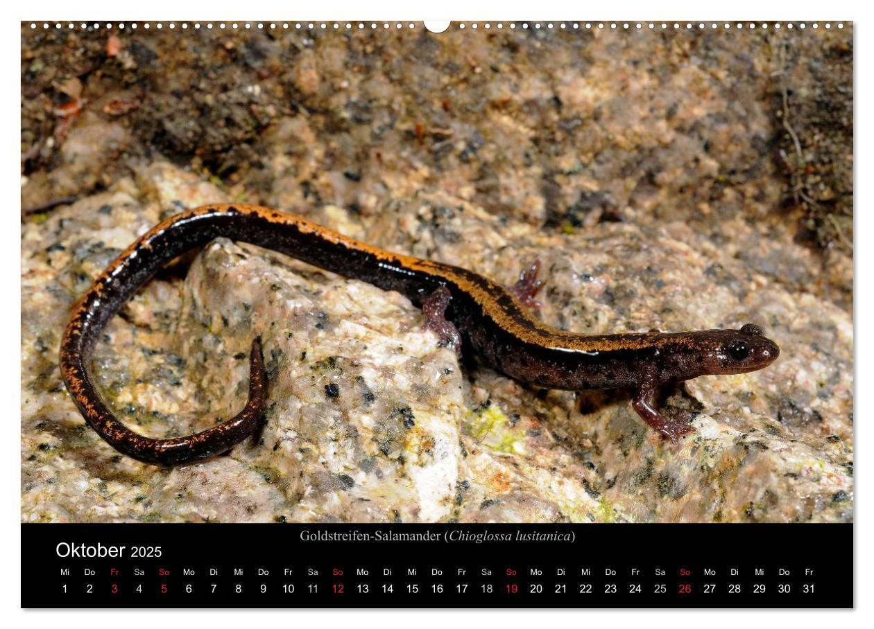 Bild: 9783435771837 | Salamander und Molche (Wandkalender 2025 DIN A2 quer), CALVENDO...