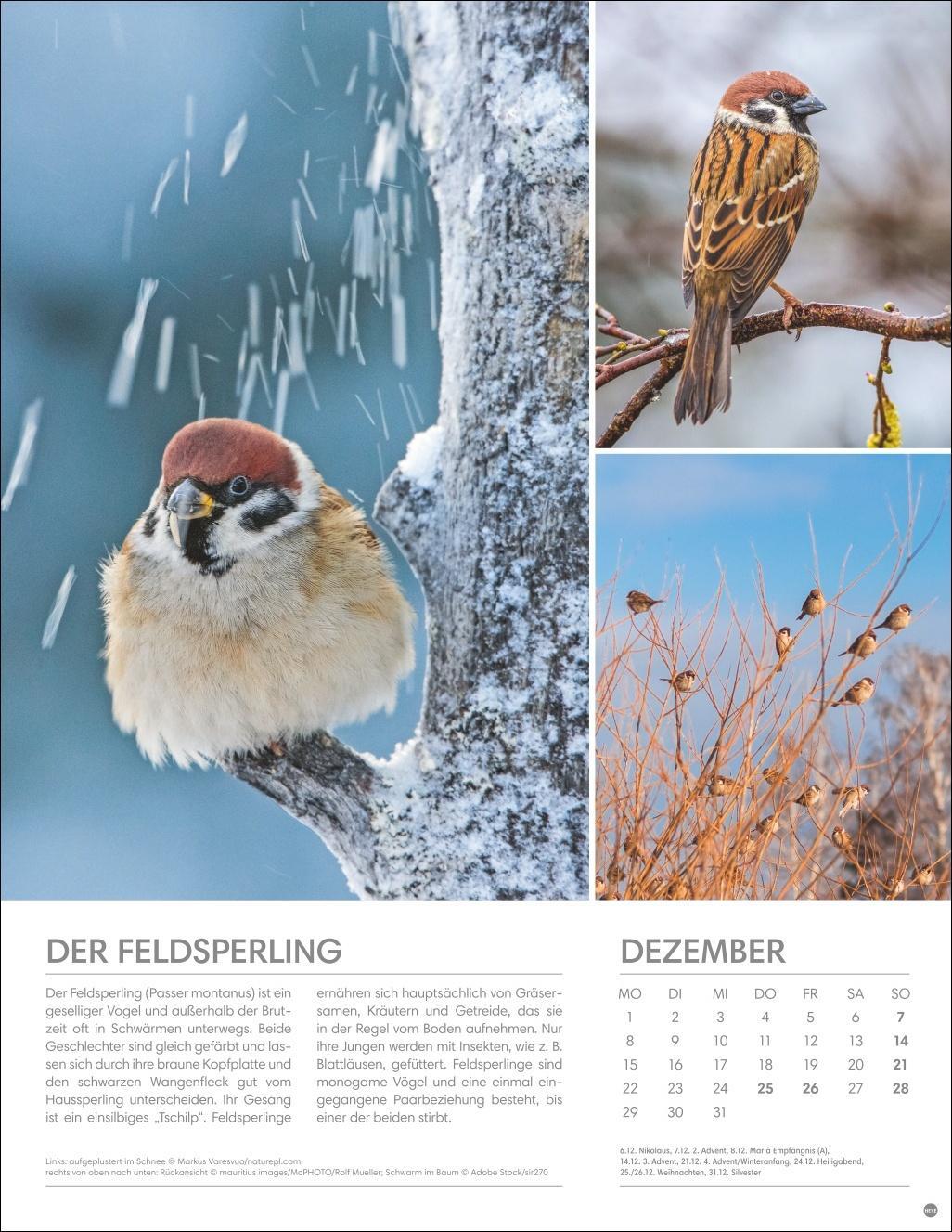 Bild: 9783756405336 | Vögel in unseren Gärten Posterkalender 2025 | Heye | Kalender | 14 S.