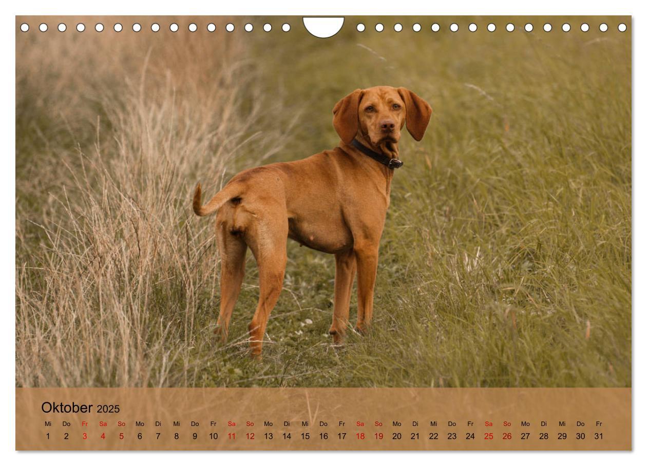 Bild: 9783435307920 | Magyar Vizsla - Ungarischer Vorstehhund (Wandkalender 2025 DIN A4...